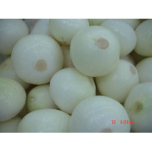 Competitive Quality Fresh Peeled Onion (5-8cm)